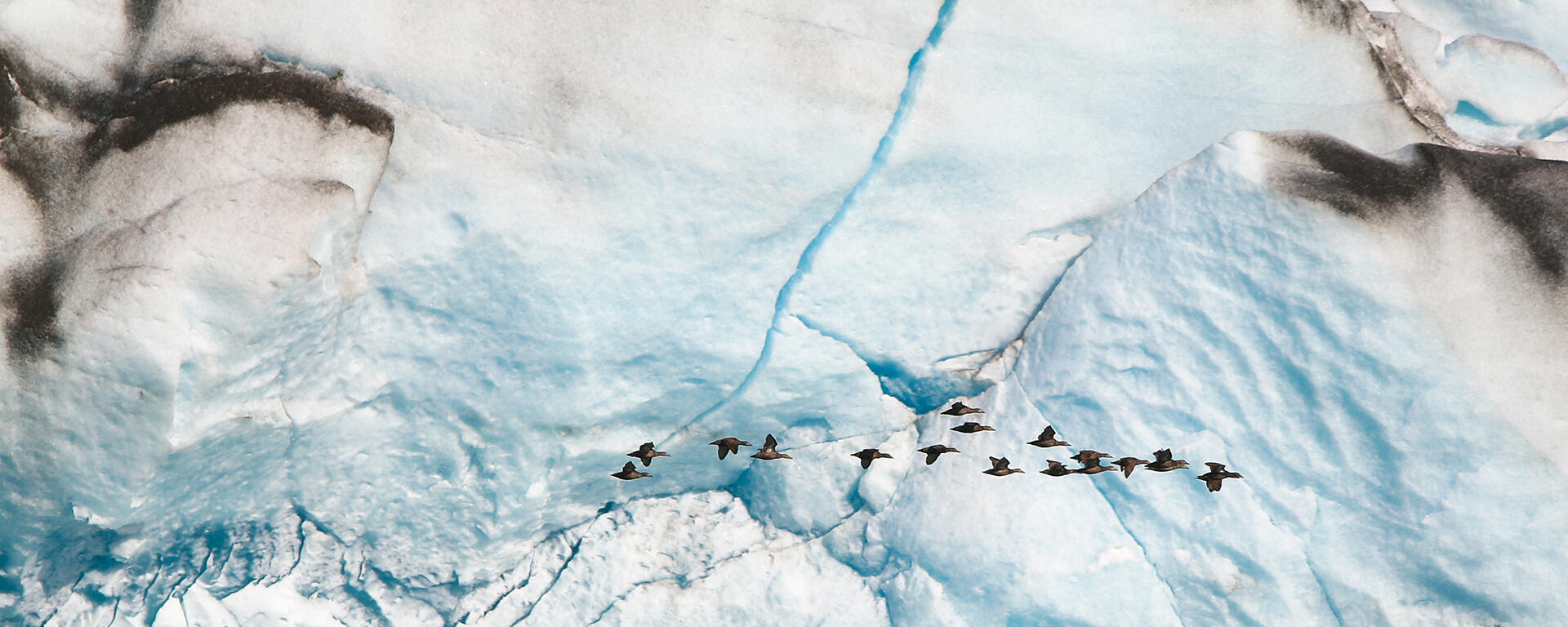 Eiders flying past a glacier