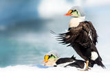 King Eiders in the Arctic