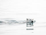 Photograph of a polar bear swimming in the Arctic